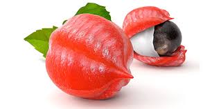 Guarana kot vrhunski nadomestek kave