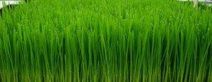 pšenična trava