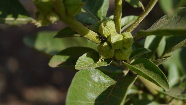 Ashwagandha – zdravilno indijsko zelišče